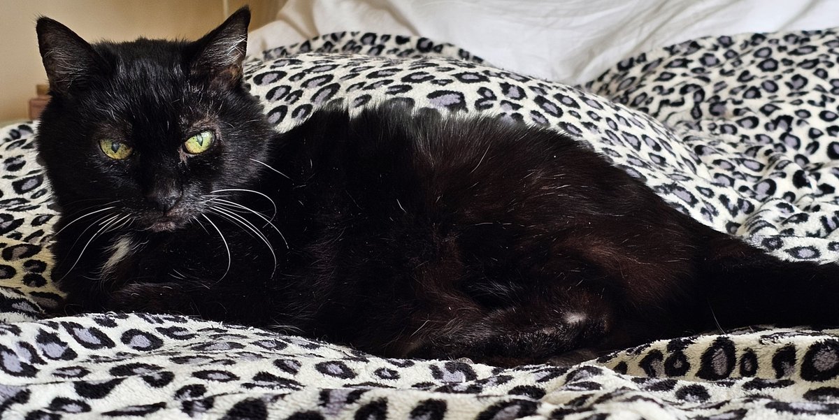 Fionn McCool. The cat-man, the legend, the hero. Celebrating his 18th year in this current incarnation! xo