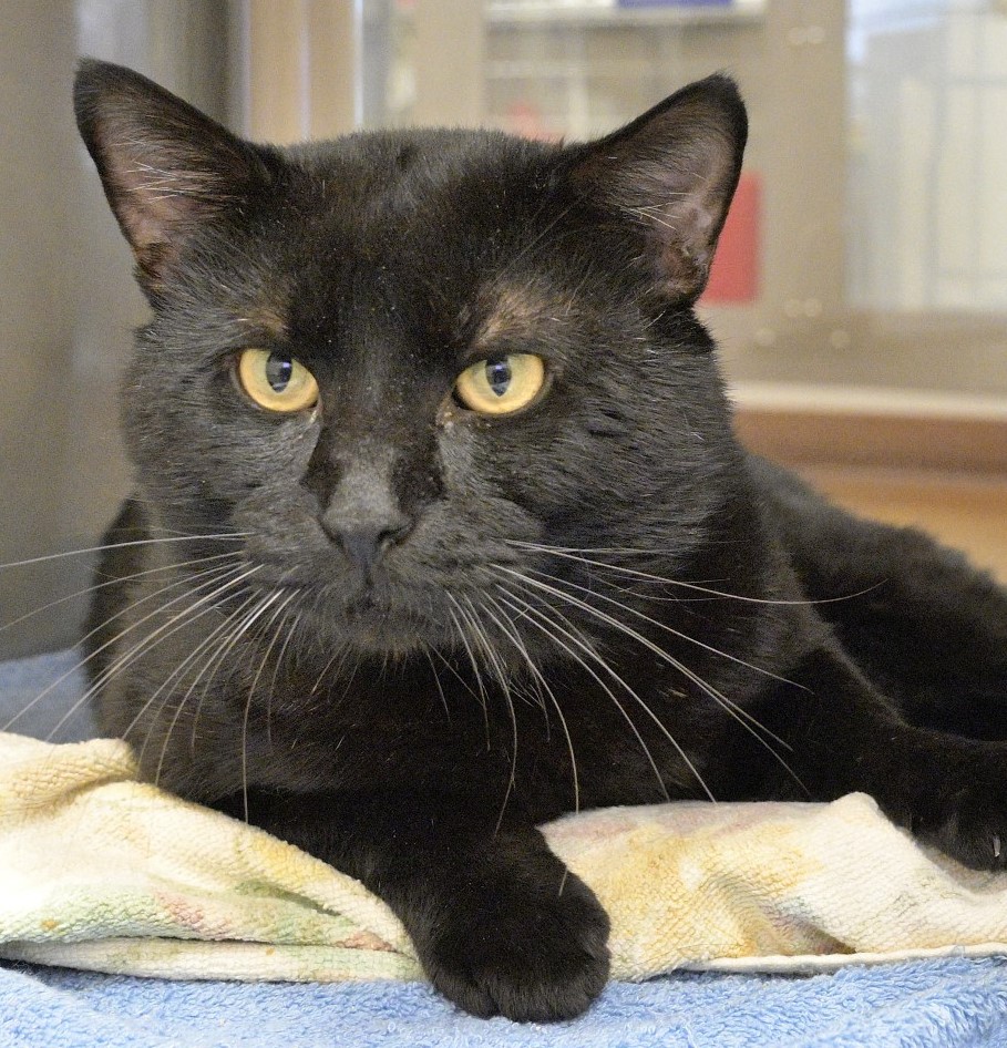 austinanimals's tweet photo. Peabody's face when you responded "Maybe" when asked if you're coming to the Desperate Housecats adoption event this Saturday, June 8th from 11 am to 5 pm at AAC...

Peabody: https://t.co/5Su94RxAff https://t.co/CGwr30P8R0