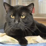 Photo by Austin Animal Center (@austinanimals)