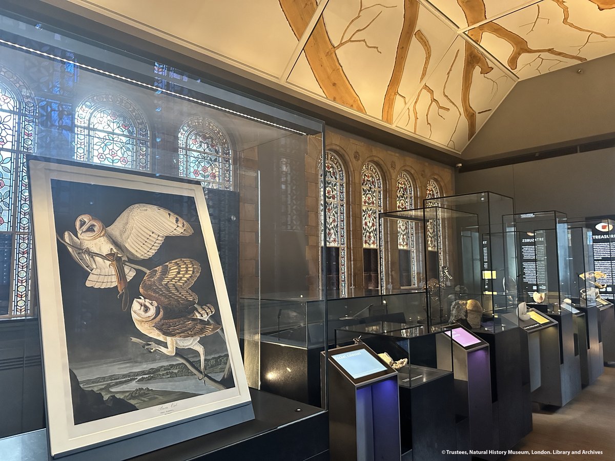 NHM_Library's tweet photo. Check out our latest #Audubon plate rotation!
Did you know Barn Owl Strix flammea (plate 171) is one of only a few night scenes depicted in John James Audubon’s #BirdsOfAmerica?🦉

See it for free in the @NHM_London #TreasuresGallery where it's on display until 6 August #Birds https://t.co/HZ7em43rxS