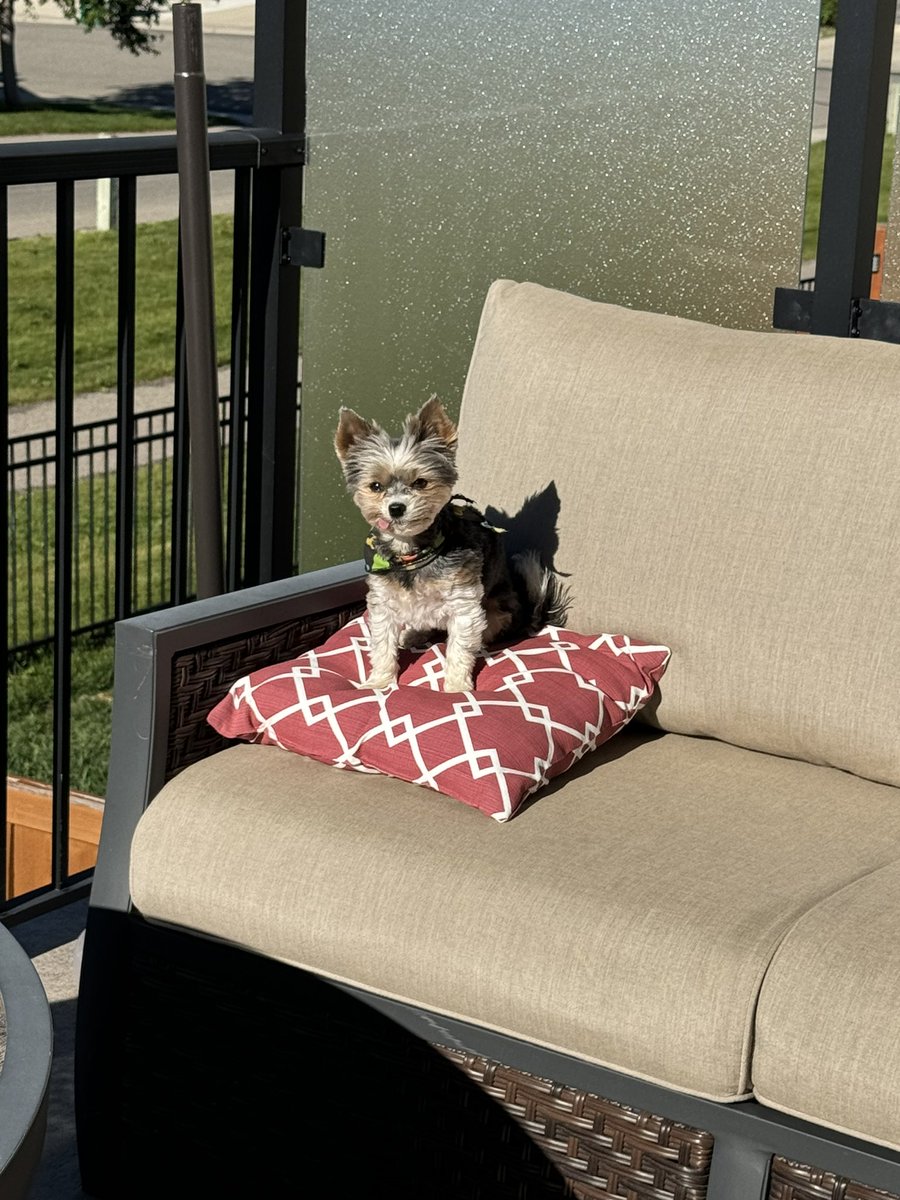 Gio. Determined to pillow sit in the wind 💨🌬️🐾🫶🏼