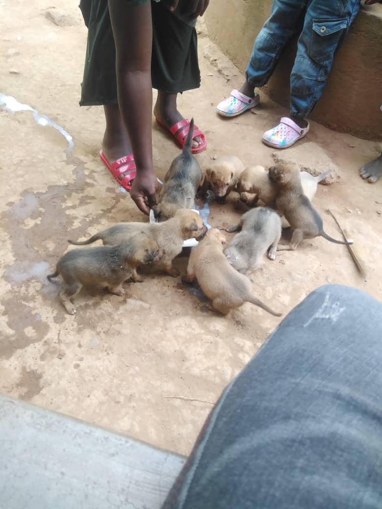 🚨🆘 help wanted 🆘🚨 we have nothing to feed the animals  donate anything you can to help them get what to eat 😢. For any help links below ⬇️ ⬇️⬇️
worldremit.com or xoom.com to ssempiiraisaac31@gmail.com or SENDWAVE.COM to; +256753170377 Or we