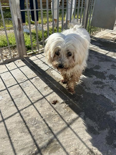 Luca_15_5's tweet photo. 🚨🚨🚨
Ormai non serve più e l’hanno buttato come una straccio vecchio🥺
Accalappiato sul territorio, aveva il chip, ma il “proprietario “ non lo vuole più🤐
Maltese maschio 12 anni, cieco❤️‍🩹
Ha bisogno di uscire da lì , non è un posto adatto a lui ‼️
 3667162499 SOLO WAPP
🆘🆘🆘 https://t.co/EpFWad3Bj6