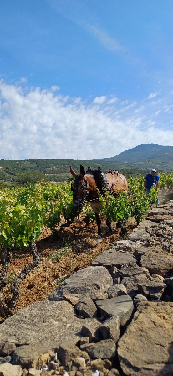 Mi_Vino's tweet photo. #Macán, la bodega de @TVegaSicilia en @RiojaWine_ES, cumple 15 años. Un bonito aniversario para celebrar la consolidación de un proyecto centrado en la viña y en la gestión de la diversidad riojana. Felicidades!🥳🎂🍇 https://t.co/euvlAAmKvm