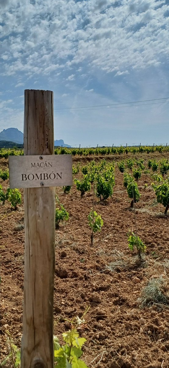 Mi_Vino's tweet photo. #Macán, la bodega de @TVegaSicilia en @RiojaWine_ES, cumple 15 años. Un bonito aniversario para celebrar la consolidación de un proyecto centrado en la viña y en la gestión de la diversidad riojana. Felicidades!🥳🎂🍇 https://t.co/euvlAAmKvm