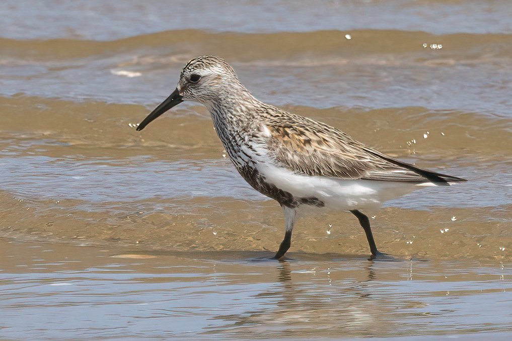 delfingofe's tweet photo. Correlimos Común, Calidris alpina, Dunlin
Zeluán, Gozón , Asturias.
https://t.co/3vHyWLp2Al
https://t.co/TTZPSQVYAI
#correlimoscomun
#calidrisalpina
#dunlin
#limicolas
#migraciondeaves
#pajaros
#fotografiadenatureza
#canonr5
#canonrf100500
#birding
#birds
#birdlife
#birdmigratio https://t.co/or6Bcz1cDm