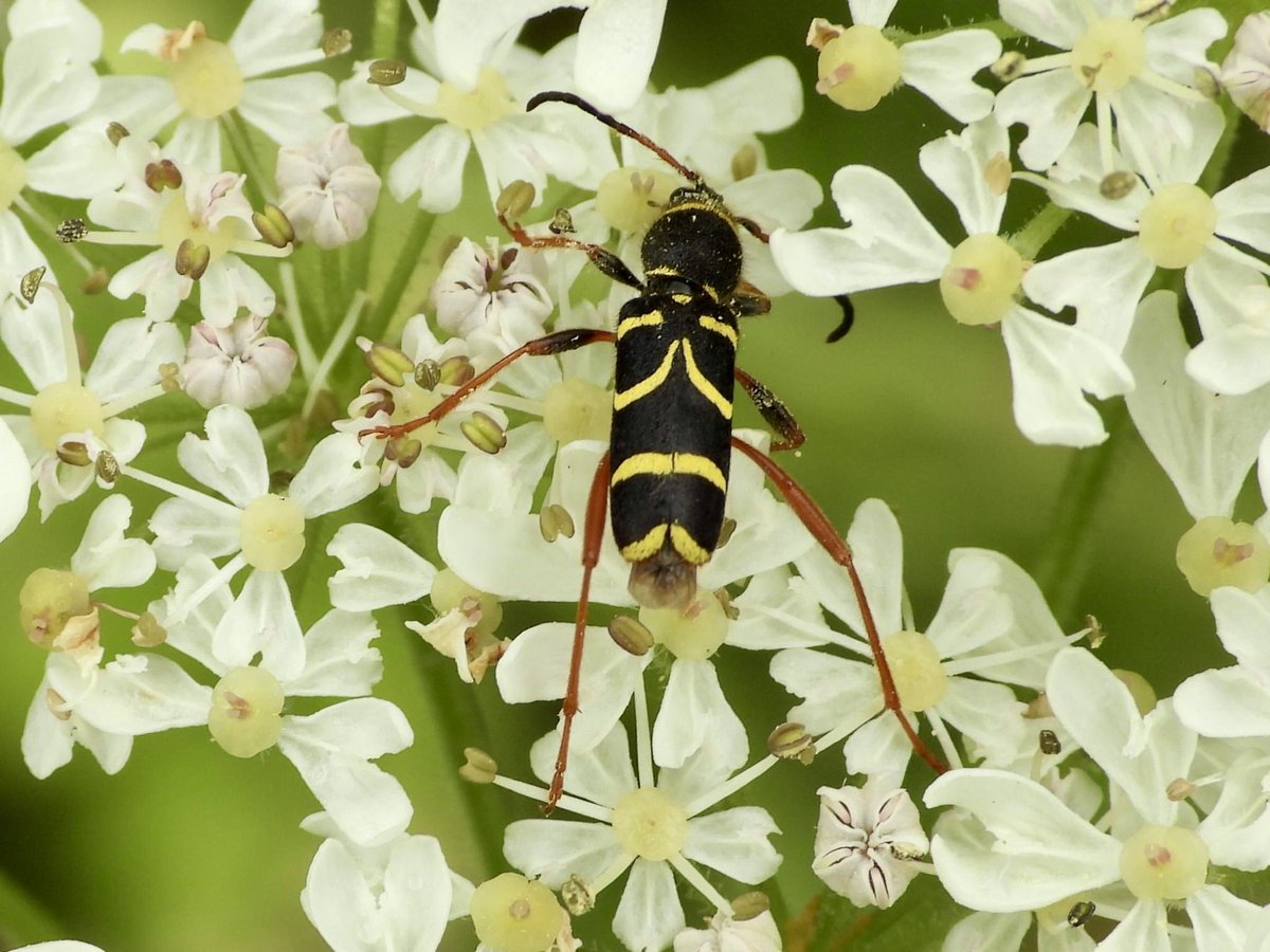 Mightychub's tweet photo. At this time of the year more than ever we go #oldschool #Fieldnaturalists at #WyverlaneNR @DerbysWildlife with @Willowglass12 @DaNES_Insects Wasp Beetle, Down looker Snipefly &amp; Yellow-barred long horn moth #Fieldstudy  @DerwentBirder https://t.co/s9HpRVjsFC