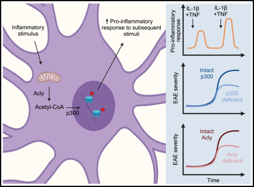 Kavitha Scranton (@kavithasci) on Twitter photo Astrocytes remember...from <a href="/QuintanaLabHMS/">Fran Quintana Lab</a> <a href="/KeystoneSymp/">Keystone Symposia</a> #KSNeuroImmune24 discussing his <a href="/Nature/">nature</a> paper nature.com/articles/s4158…. 
Read the <a href="/ImmunityCP/">Immunity</a>  Spotlight of his work here "Astrocytes remember inflammation" authors.elsevier.com/a/1j5C93qNrUxt… Astrocytes remember...from <a href="/QuintanaLabHMS/">Fran Quintana Lab</a> <a href="/KeystoneSymp/">Keystone Symposia</a> #KSNeuroImmune24 discussing his <a href="/Nature/">nature</a> paper nature.com/articles/s4158…. 
Read the <a href="/ImmunityCP/">Immunity</a>  Spotlight of his work here "Astrocytes remember inflammation" authors.elsevier.com/a/1j5C93qNrUxt…