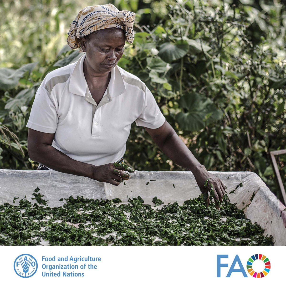 FAO in Africa tweet media