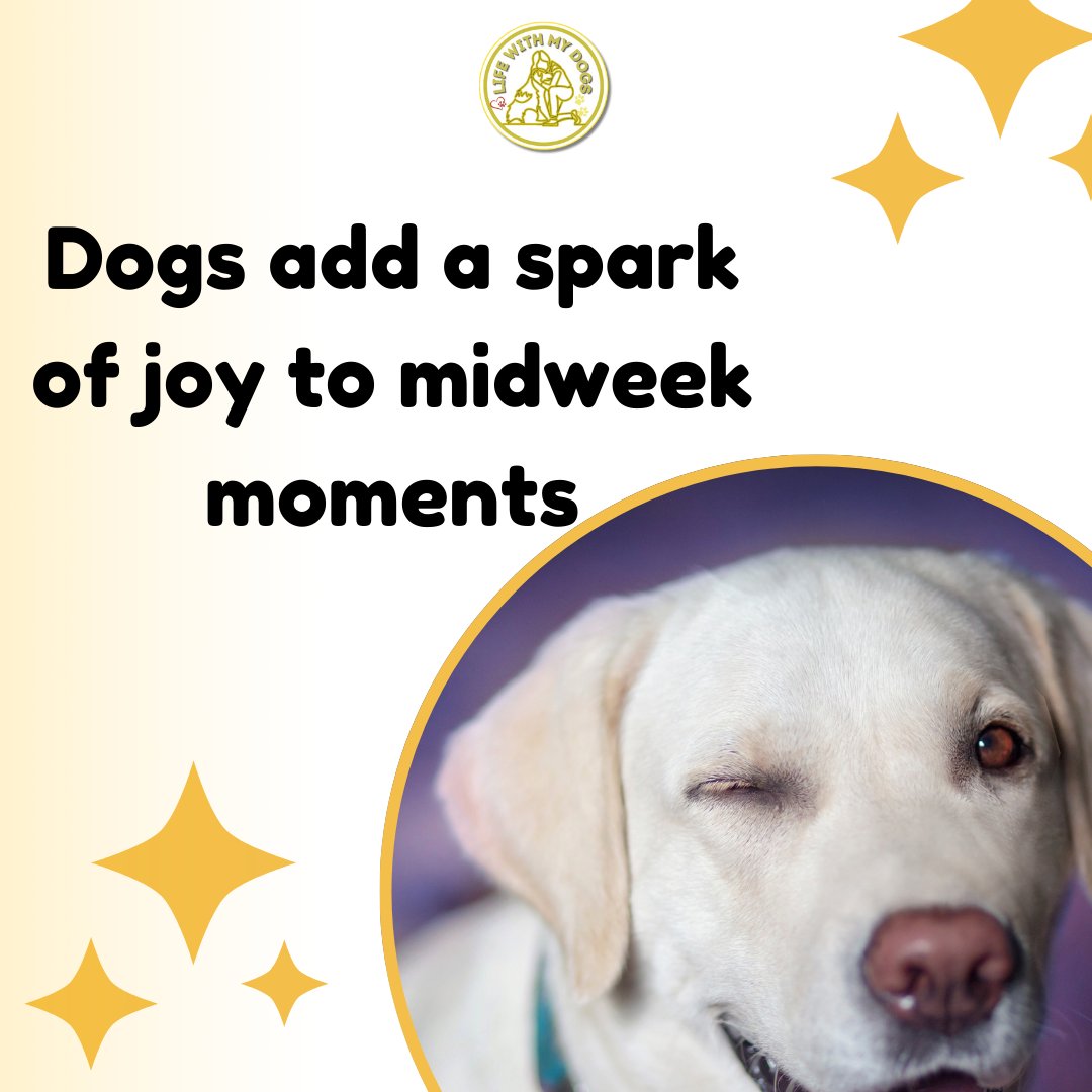LifeWithMyDogs9's tweet photo. A dog's love makes every midweek moment brighter. 🐾💖 Discover more dog information, visit https://t.co/rVNuPcJ7Pk   #WednesdayWags  #DogDays #lifewithmydogs https://t.co/4yXj58wNuE