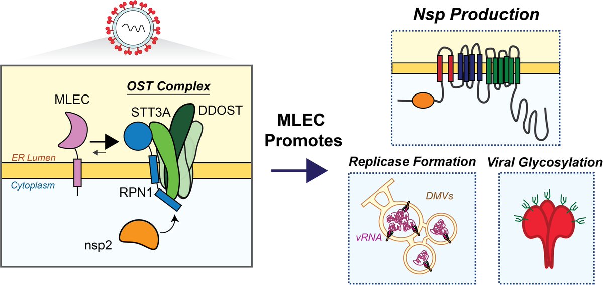 Plate Lab (@plate_lab) on Twitter photo Excited to share a preprint from <a href="/J_P_Davies/">Jonathan Davies</a> PhD work! We find that CoVs, like SARS-CoV-2, use malectin (part of cells’ glycoprotein production assembly line) to make viral proteins and replicate. Malectin may be a prime pan-CoV antiviral target! 🧵(1/7)
biorxiv.org/content/10.110… Excited to share a preprint from <a href="/J_P_Davies/">Jonathan Davies</a> PhD work! We find that CoVs, like SARS-CoV-2, use malectin (part of cells’ glycoprotein production assembly line) to make viral proteins and replicate. Malectin may be a prime pan-CoV antiviral target! 🧵(1/7)
biorxiv.org/content/10.110…