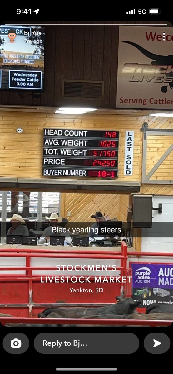 DylanRus's tweet image. Black steers Stockmens Livestock 🔥🔥🔥🔥