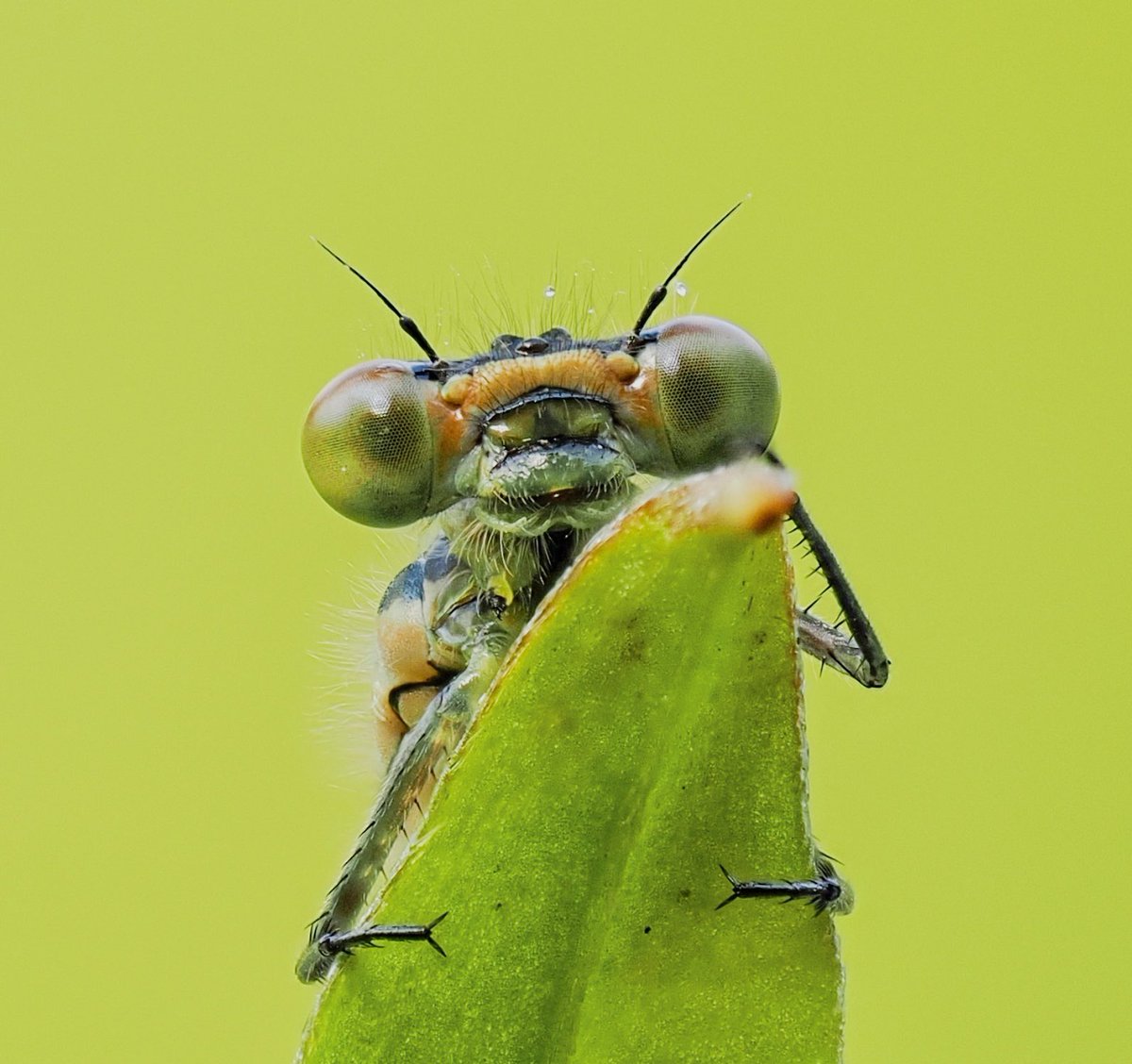 This is an Azure Damselfly that had recently emerged from our garden pond in #eastsussex just prior to its first flight. #macro #omsystem #90mm #pondwatch @BDSdragonflies @SussexWildlife