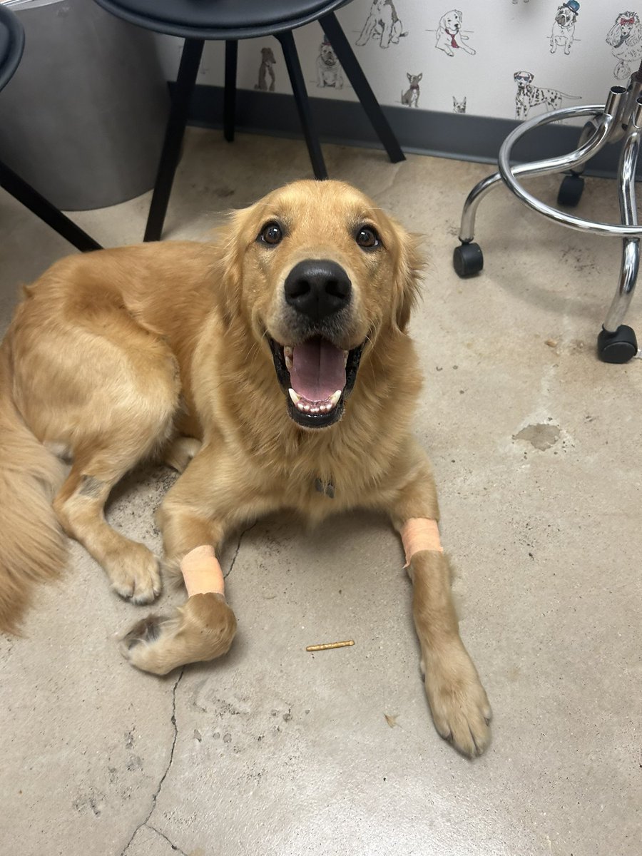 abigail_lo_'s tweet photo. Oakley needs your support for surgery to remove his leg and tumor! Please help Oakley beat cancer!! 

https://t.co/M6OhLO3F1k https://t.co/N4t1GbqXxR