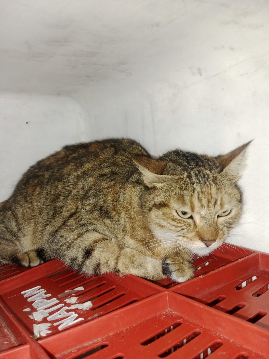 BomberosBogota's tweet photo. Esta gatica fue rescatada por bomberos de la estación Ferias, luego de caer de un sexto piso en la Clle 93A con Cra 60B. No come hace algunos días y sufre pena moral. Está buscando a sus papitos. La tenemos en el grupo BRAE, Clle 20 con Cra 68A. Información al 3045481251. https://t.co/KkHCJvOyLu