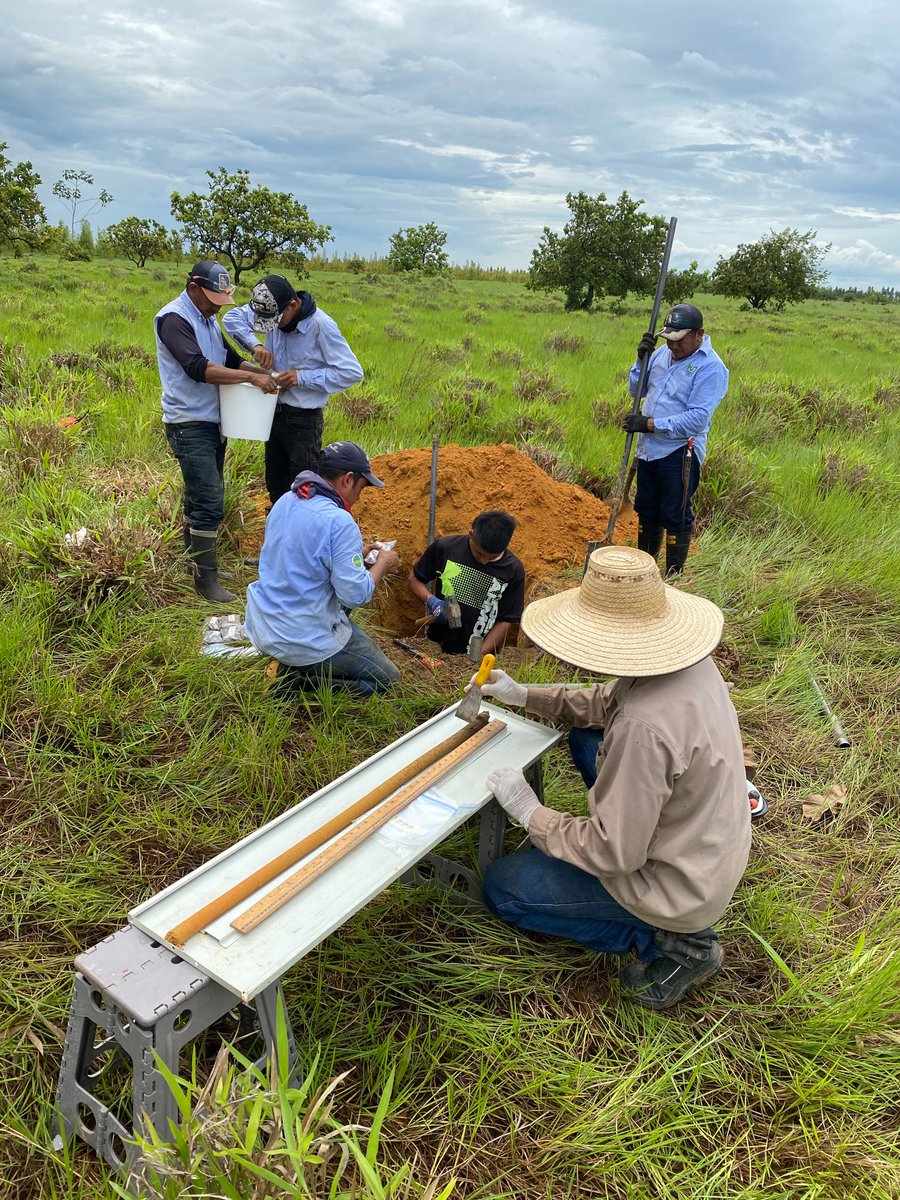 BiovIntCIAT_esp's tweet photo. Junto a la Hacienda San José (HSJ) estudiamos cómo el pasto Urochloa humidicola, con una gestión adecuada, se adapta a condiciones edafoclimáticas extremas y forma raíces profundas. Estas raíces, tras descomponerse, se convierten en carbono orgánico almacenado en el suelo 🌱 https://t.co/6iOwqjyXJs