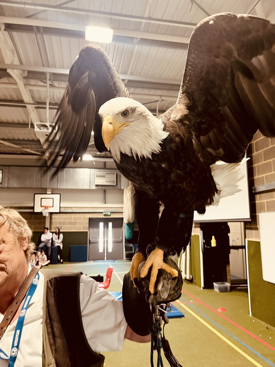 CCJuniorY3's tweet photo. #CCJYear3 loved their surprise workshop about birds of prey. Learning about their characteristics and behaviours. #CCJScience #CCLoveOfLearning https://t.co/44ql5DPKC0