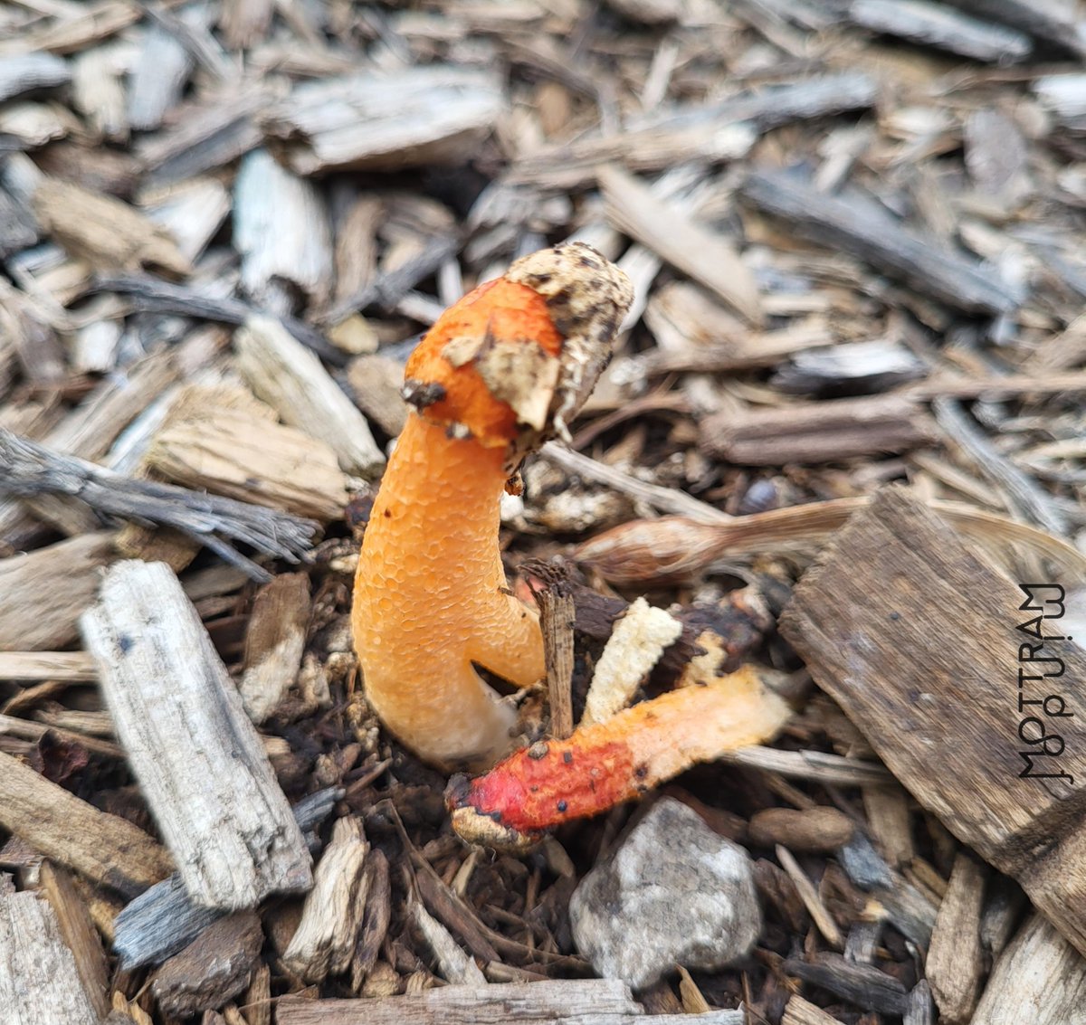 MindofMottram's tweet photo. Fungi in the garden this morning..

#MidwestX #mushrooms #mycology #gardentime #gardensoftwitter https://t.co/p5jQBITaAI