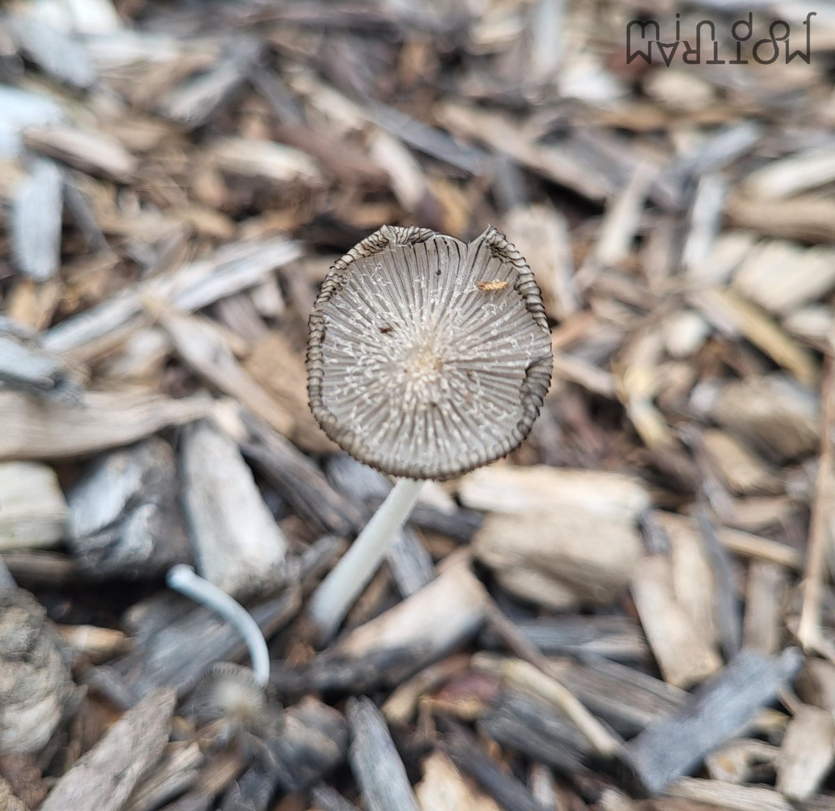 MindofMottram's tweet photo. Fungi in the garden this morning..

#MidwestX #mushrooms #mycology #gardentime #gardensoftwitter https://t.co/p5jQBITaAI
