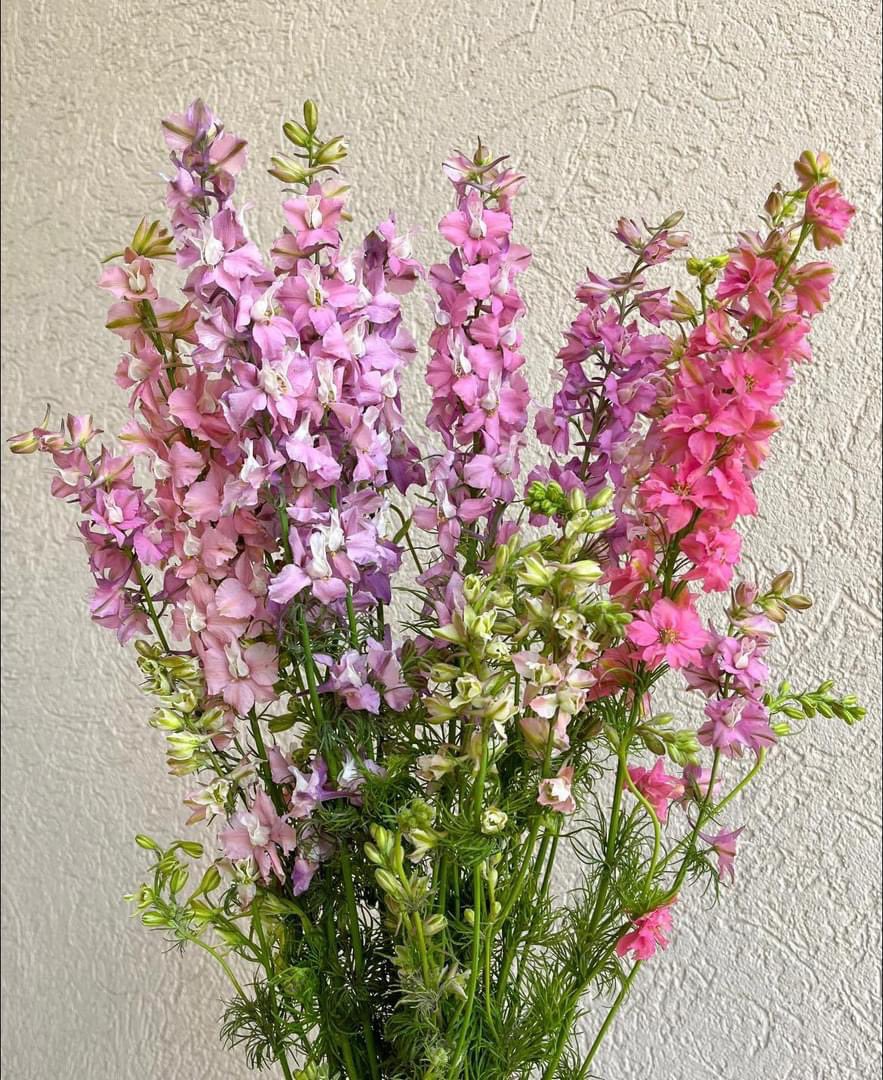 DVFlora tweet media
