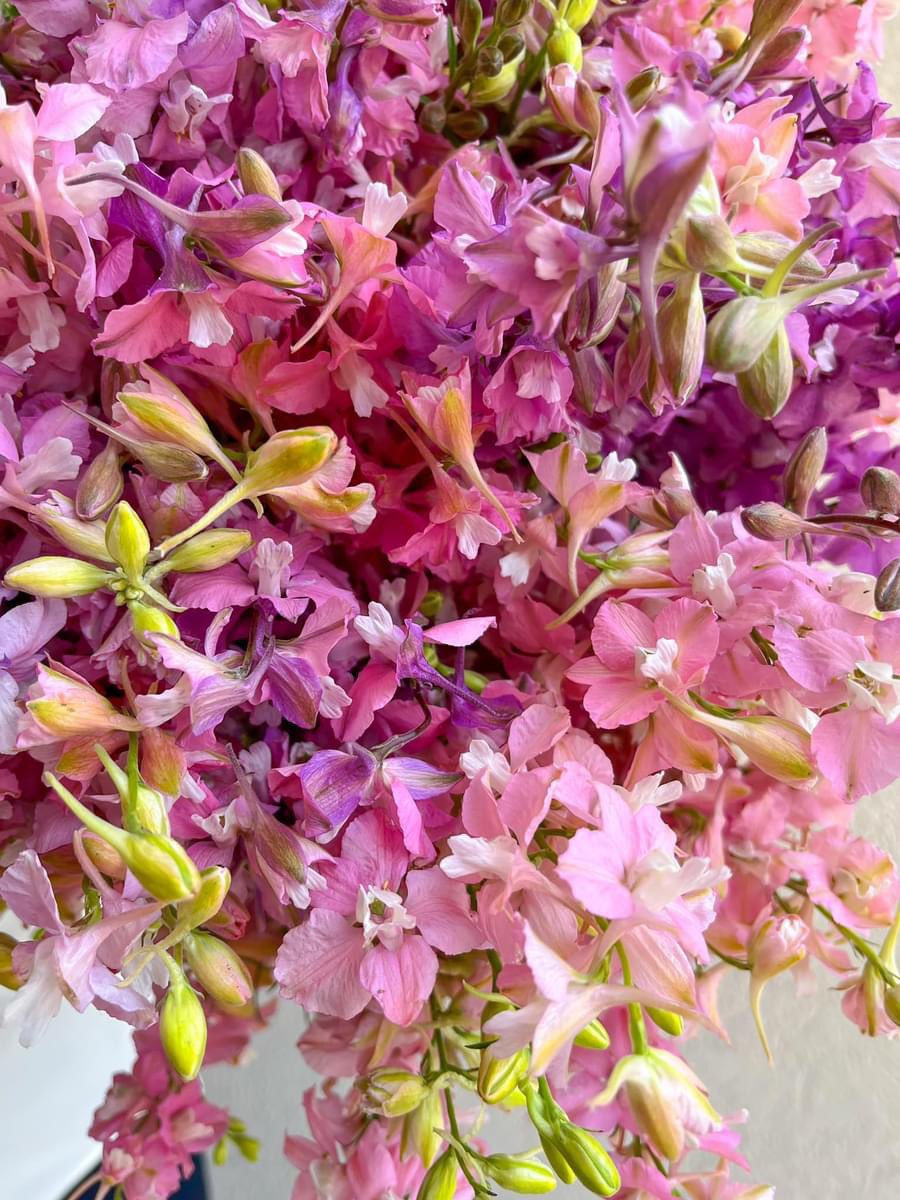 DVFlora tweet media