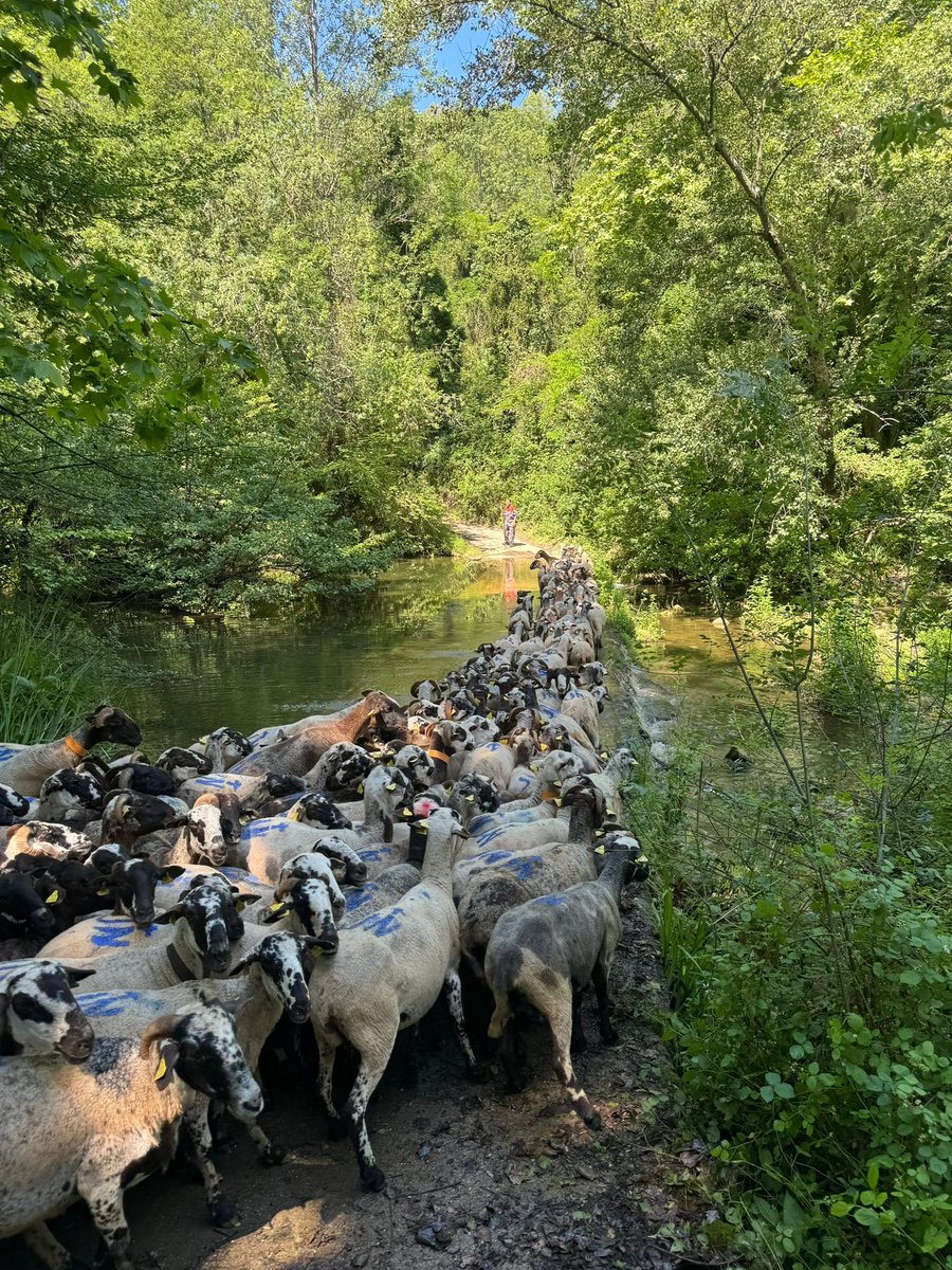 TranshumaXViure's tweet photo. Canvis a la ruta, el ramat d'en Nicolau arribarà avui a el Torn. https://t.co/9kOUBC9dih