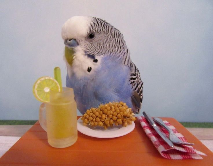 ContextBirds's tweet photo. Welcome to birb resort https://t.co/JMfSDN1ra0