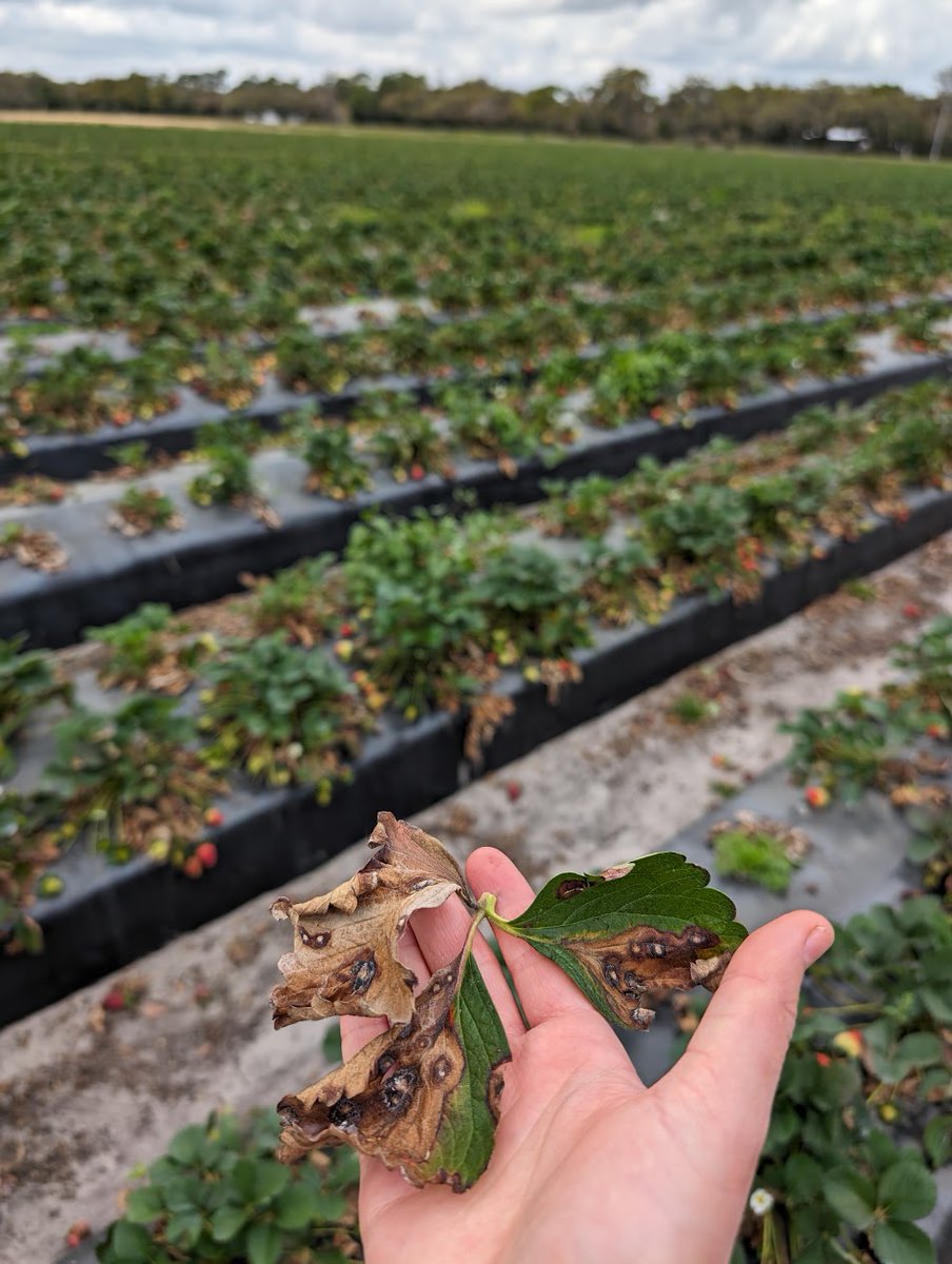 If you work with strawberries, you're probably anxious about the newly emerged and aggressive Neopestalotiopsis species. We analyzed a diverse set of individuals from <a href="/UfBreeding/">UF/IFAS Strawberry Breeding Program</a> to devise a strategy for breeding resistance. Here's a rundown of our findings!
