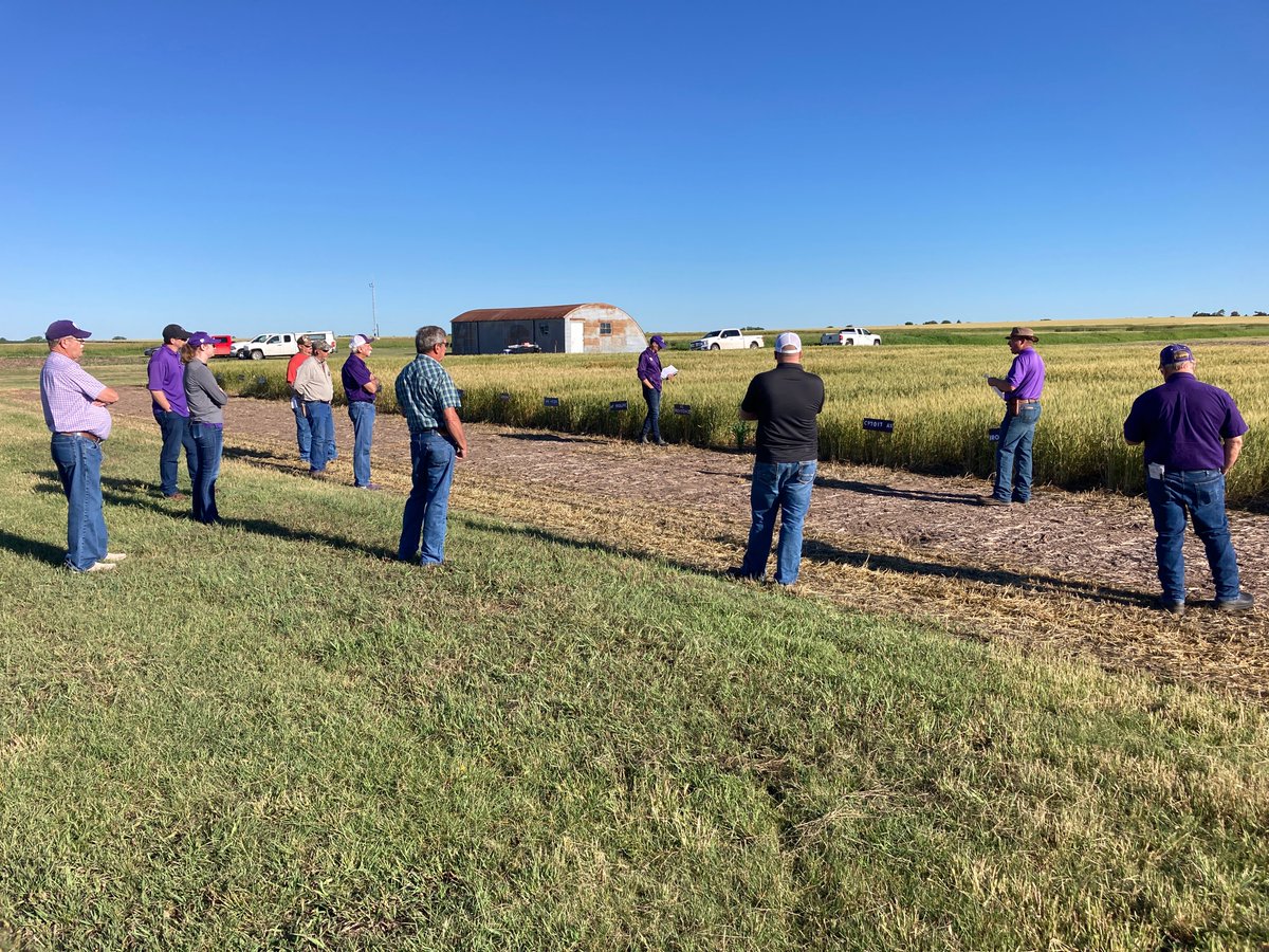 KSUNCKEF's tweet photo. Beautiful morning for a wheat tour at Belleville! We will be starting at the Polansky Seed plot location in a few minutes. https://t.co/WdTg1isRL0