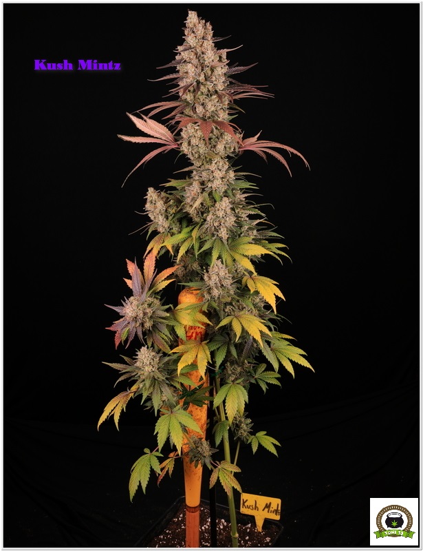 cultivotoni13's tweet photo. #KushMintz de Barney's Farm
Una decisión acertada.
#toni13 #barneysfarm https://t.co/0Bv8RM7D9J