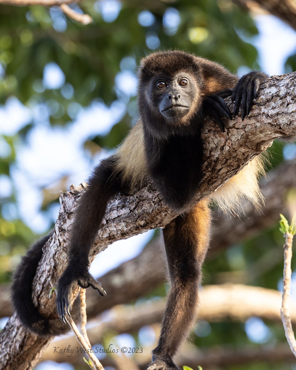 AmSoc Primatologists tweet media