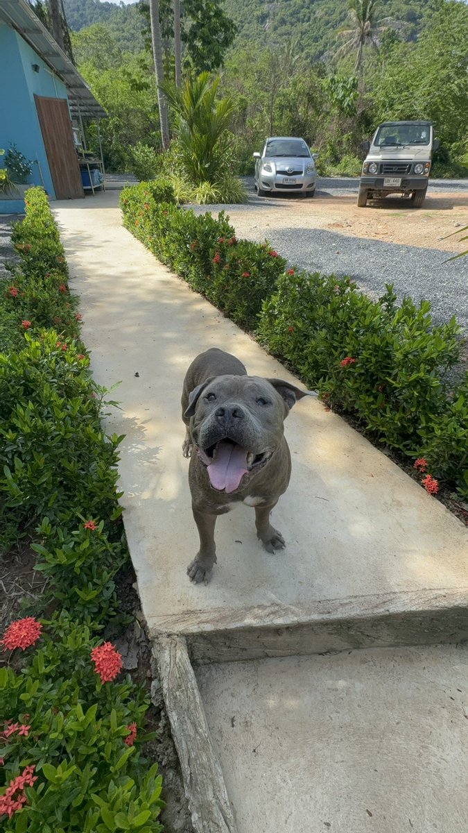 NiallHarbison's tweet photo. 🙏 A Huge Favor Needed…
If you like the videos and happy stories like Shaq, Billy, Mr Big and Stella I need help doing something very important.
We currently…
🥘 Feed 800 dogs every single day
✂️ Pay for 4000 sterilization operations per month
🧑🏽⚕️ Treats dozens of sick dogs on monthly basis at vets
💊 Provide meds for 100s of dogs a month.
I’m currently moving anybody who donates to the official charity so we can keep doing this at scale. People have been so kind but now I need to move everybody into the Happy Doggo charity.
All you have to do is either…
1. Sign up below and I’ll cancel the old donation
2. If want to be a new supporter sign up here also…
https://t.co/ABJIdQMIs4
P.S I’ve never actually asked for donations here and won’t in the future either. I just prefer to share inspiring content and people hopefully like it. Back to normal content after this but just a bit worried about losing all current donors as change systems 🙏