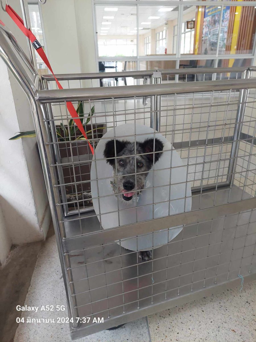 NiallHarbison's tweet photo. 🙏 A Huge Favor Needed…
If you like the videos and happy stories like Shaq, Billy, Mr Big and Stella I need help doing something very important.
We currently…
🥘 Feed 800 dogs every single day
✂️ Pay for 4000 sterilization operations per month
🧑🏽⚕️ Treats dozens of sick dogs on monthly basis at vets
💊 Provide meds for 100s of dogs a month.
I’m currently moving anybody who donates to the official charity so we can keep doing this at scale. People have been so kind but now I need to move everybody into the Happy Doggo charity.
All you have to do is either…
1. Sign up below and I’ll cancel the old donation
2. If want to be a new supporter sign up here also…
https://t.co/ABJIdQMIs4
P.S I’ve never actually asked for donations here and won’t in the future either. I just prefer to share inspiring content and people hopefully like it. Back to normal content after this but just a bit worried about losing all current donors as change systems 🙏