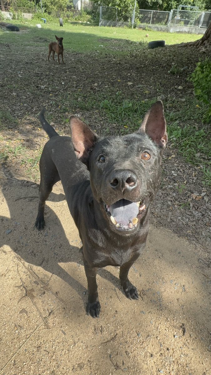 NiallHarbison's tweet photo. 🙏 A Huge Favor Needed…
If you like the videos and happy stories like Shaq, Billy, Mr Big and Stella I need help doing something very important.
We currently…
🥘 Feed 800 dogs every single day
✂️ Pay for 4000 sterilization operations per month
🧑🏽⚕️ Treats dozens of sick dogs on monthly basis at vets
💊 Provide meds for 100s of dogs a month.
I’m currently moving anybody who donates to the official charity so we can keep doing this at scale. People have been so kind but now I need to move everybody into the Happy Doggo charity.
All you have to do is either…
1. Sign up below and I’ll cancel the old donation
2. If want to be a new supporter sign up here also…
https://t.co/ABJIdQMIs4
P.S I’ve never actually asked for donations here and won’t in the future either. I just prefer to share inspiring content and people hopefully like it. Back to normal content after this but just a bit worried about losing all current donors as change systems 🙏