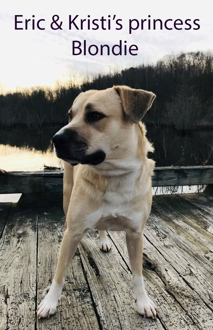 NovelTeesCT's tweet photo. We love dogs so we are very proud of this customer, the Newington CT Humane Society. And that is where our princess Blondie came from. @cthumane  https://t.co/2g1pbM6Ktn https://t.co/nNtgmE2wR6