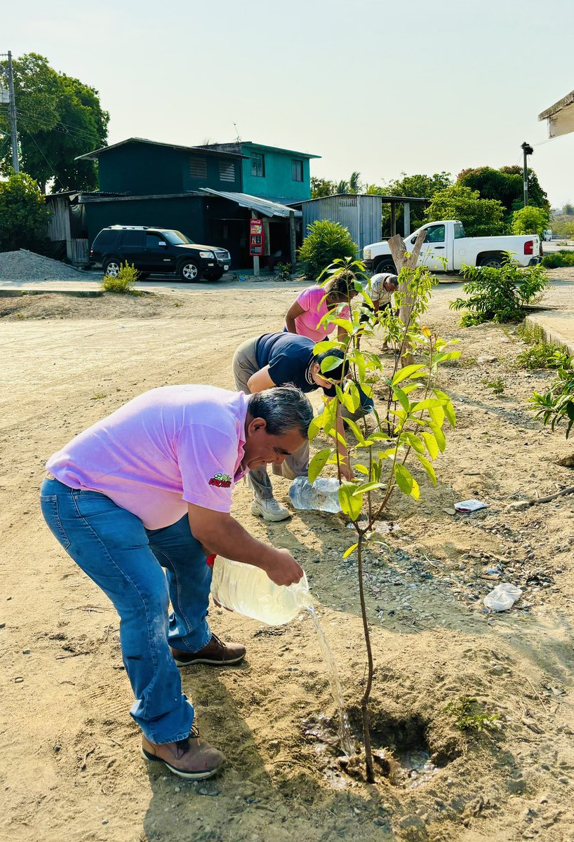 ramirosolorio's tweet photo. Acapulco es nuestro hogar.
Con nuestro equipo hemos plantado más de mil árboles en Acapulco, hoy estuvimos desde muy temprano reforestando El Veladero y en este momento nos encontramos en la comunidad de La Arena, regando los árboles que hemos plantado.
Podrán cortar todas las flores del mundo, pero nunca impedirán que algún día llegue la Primavera.
Prohibido rendirse.
#DíaMundialDelMedioAmbiente
#𝗦𝗼𝘆𝗧𝘂𝗕𝗿𝗼𝘁𝗵𝗲𝗿 y #𝗦𝗼𝗺𝗼𝘀𝗔𝗰𝗮𝗽𝘂𝗹𝗰o