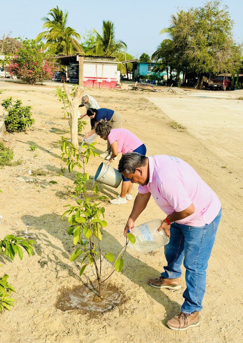 ramirosolorio's tweet photo. Acapulco es nuestro hogar.
Con nuestro equipo hemos plantado más de mil árboles en Acapulco, hoy estuvimos desde muy temprano reforestando El Veladero y en este momento nos encontramos en la comunidad de La Arena, regando los árboles que hemos plantado.
Podrán cortar todas las flores del mundo, pero nunca impedirán que algún día llegue la Primavera.
Prohibido rendirse.
#DíaMundialDelMedioAmbiente
#𝗦𝗼𝘆𝗧𝘂𝗕𝗿𝗼𝘁𝗵𝗲𝗿 y #𝗦𝗼𝗺𝗼𝘀𝗔𝗰𝗮𝗽𝘂𝗹𝗰o