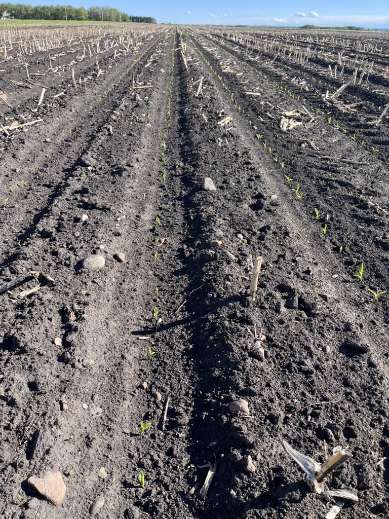 Well this was our first year strip tilling our fertilizer in and then planting right into where we strip tilled, it’s looking good so far and the corn is up. Seems to be working way better than working the whole quarter. Still a rookie at this whole corn thing but happy with this