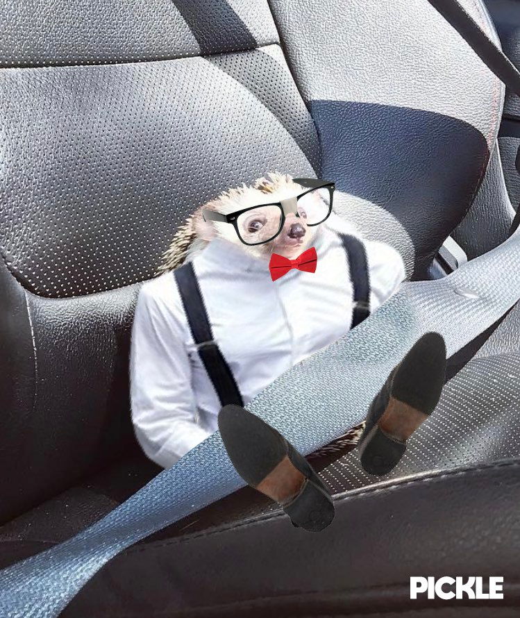 Pytholer's tweet photo. @Fhelans @slingoor Hello good sir $PICKLE https://t.co/fo8MKbvZii