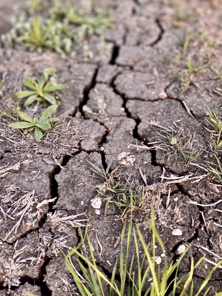 Texas Water Development Board tweet media