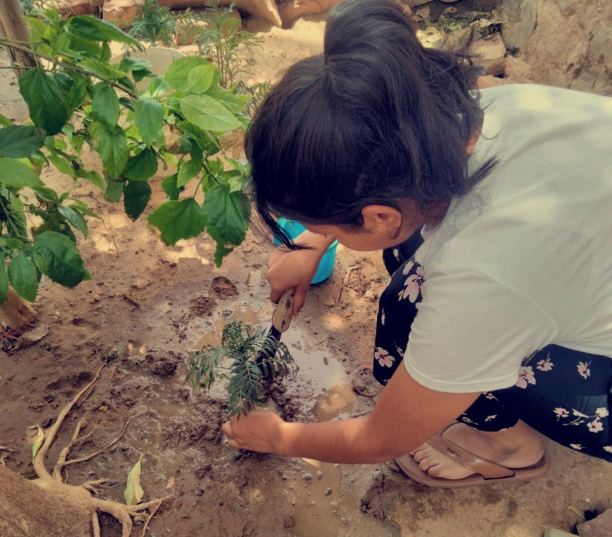 NccDei's tweet photo. NCC cadets of DEI Beat the heat and took part in the drive organised on the World Environment. Day, 2024 and planted saplings and trees to protect mother earth and environment  63 cadets along with their ANO planted saplings/trees in their respected residential areas. https://t.co/6naAVogs2L