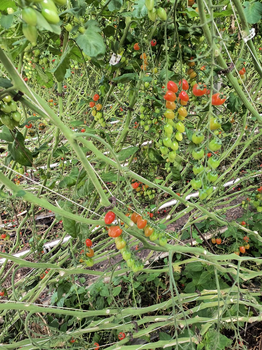 These red grape tomatoes have been reliable and steady performers for many years in our greenhouse. #tomatoes 🍅🍅🍅 #westcdnag #greenhouse #organic #soilgrown