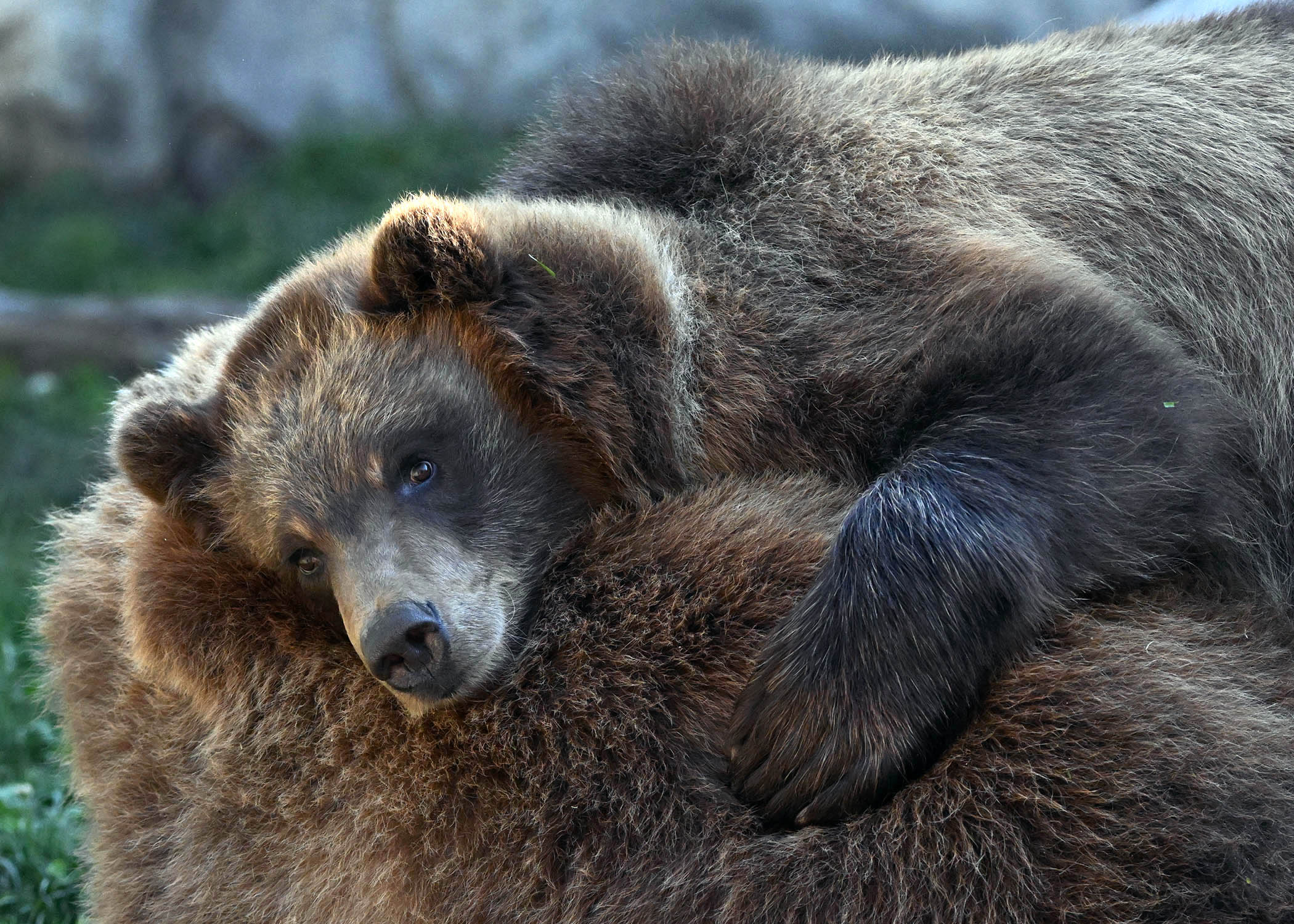 Brookfield Zoo Chicago on X: "Bear-y cute cuddle puddle alert! 🐻🐻 Tim and  Jess are always together, exploring their habitat with endless curiosity  and cuddles. The animal care team reports the siblings