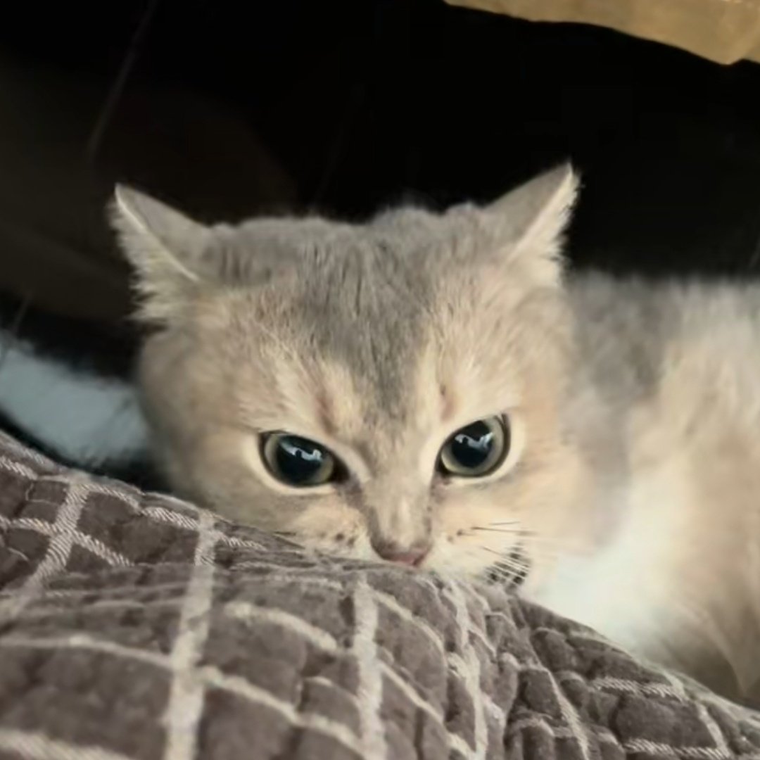 nntw_nnn's tweet photo. พ่อลูก คิ้วเหมืนกันเป๊ะ
#dew_jsu #HinaMeow https://t.co/uAoYwQa5wc