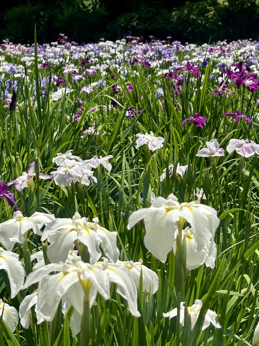 NoriGuide's tweet photo. Irises in the Japanese garden. Just beautiful...!😄💜🤍💜🤍

#japan #tokyo #koishikawakorakuen #korakuen #japanese #japanesegarden #japanesegardens #garden #iris #irises #flower #flowers #japantrip #japantravel #japanesetravelguide https://t.co/kdkeo8LyTE