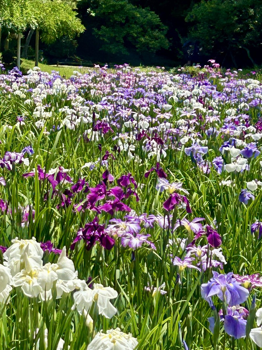 NoriGuide's tweet photo. Irises in the Japanese garden. Just beautiful...!😄💜🤍💜🤍

#japan #tokyo #koishikawakorakuen #korakuen #japanese #japanesegarden #japanesegardens #garden #iris #irises #flower #flowers #japantrip #japantravel #japanesetravelguide https://t.co/kdkeo8LyTE