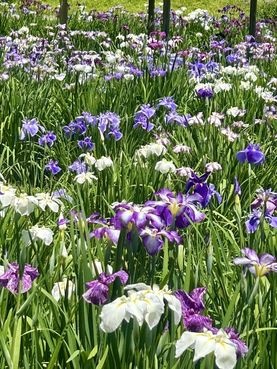 NoriGuide's tweet photo. Irises in the Japanese garden. Just beautiful...!😄💜🤍💜🤍

#japan #tokyo #koishikawakorakuen #korakuen #japanese #japanesegarden #japanesegardens #garden #iris #irises #flower #flowers #japantrip #japantravel #japanesetravelguide https://t.co/kdkeo8LyTE