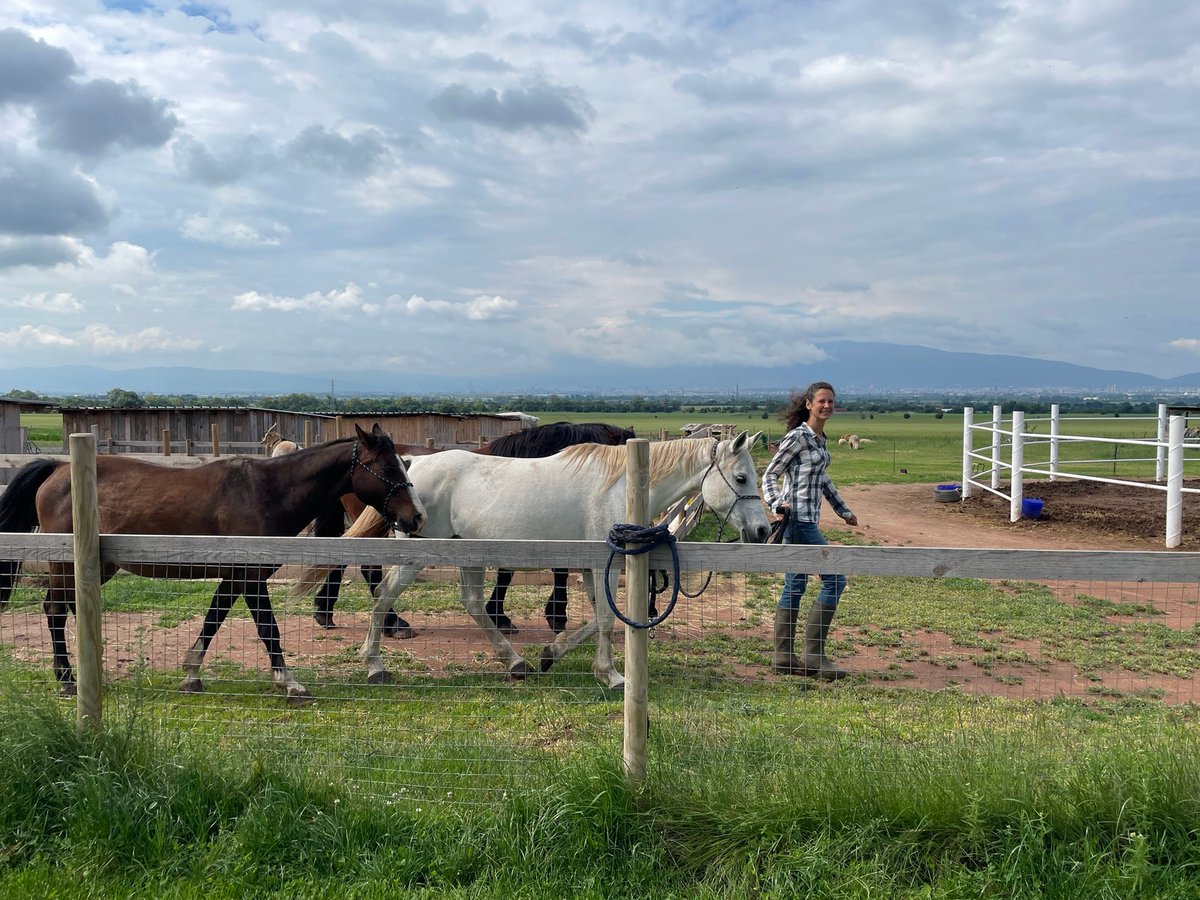 PROS_Inc's tweet photo. The @PROS_Inc Bulgaria team volunteered at the Horse Center in Voynegovtsi, caring for abandoned animals. PROS is dedicated to making an impact in the community, and this experience highlighted the difference we can make together. #LifeatPROS https://t.co/OxwmqWU65U