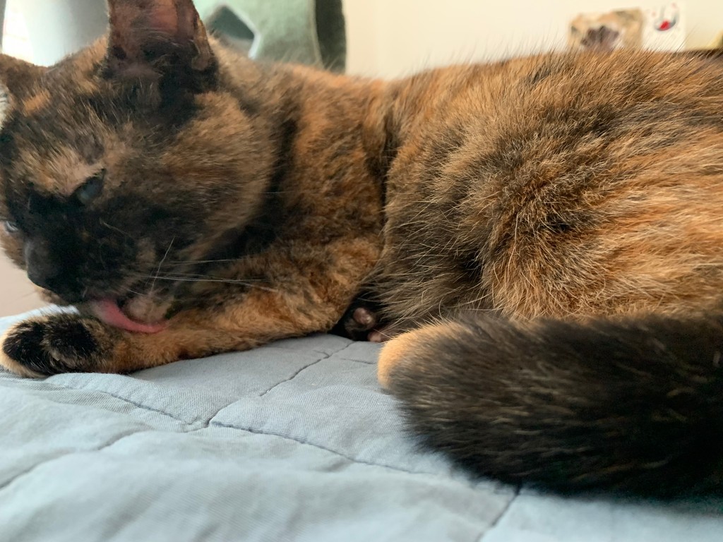 Washy washy!
.
#buttonthetortie #nyccats #meow #thedailykitten #dailyfluff #petoftheday #tortie #tortoiseshellcat #tortoiseshell #tortitude #tortiepride #tortielove #mrsgrumpington #cuteasabutton #tortiethings #tortiecats #catlife #cat #kitty #bestmeow #catlovers #pawsandpaws