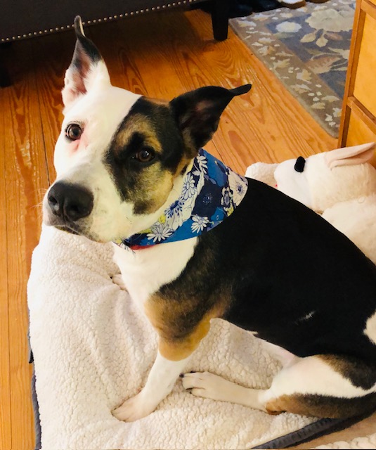 lisaburkin's tweet photo. Foster girl Lena & I want to thank the groomers at The Salty Dawg on Martha's Vineyard for the bath & nail trim! Lena is silky soft & smells super clean! #cleandog
https://t.co/iRREGl6vo5 https://t.co/VbL6zEFPPH